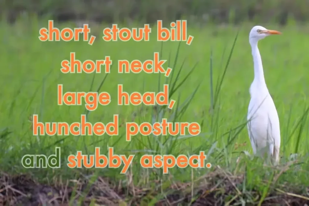 Most Beautiful 10 Types Of Egrets % Identification of Cattle Egret
