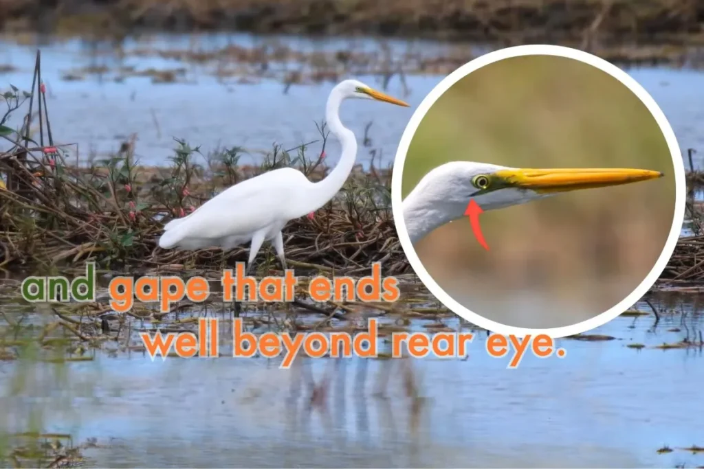 Most Beautiful 10 Types Of Egrets % Identification of Great Egret