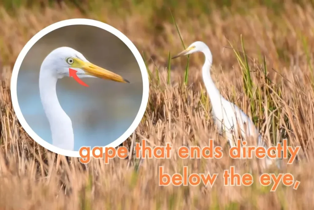 Most Beautiful 10 Types Of Egrets % Identification of Intermediate Egret