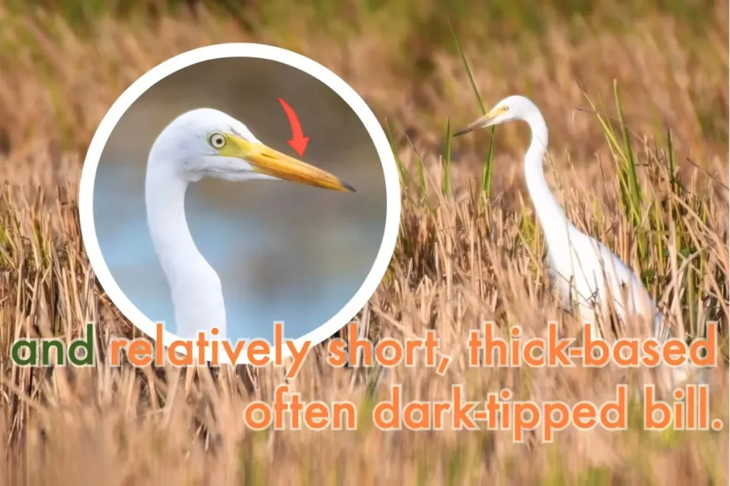 Most Beautiful 10 Types Of Egrets % Identification of beak of Intermediate Egret