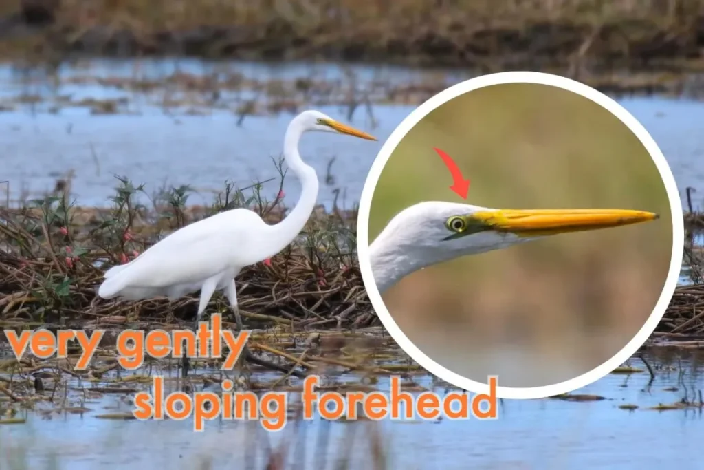 Most Beautiful 10 Types Of Egrets % Identification of crown of Great Egret
