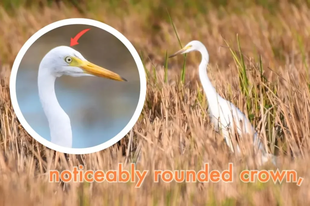Most Beautiful 10 Types Of Egrets % Identification of crown of Intermediate Egret