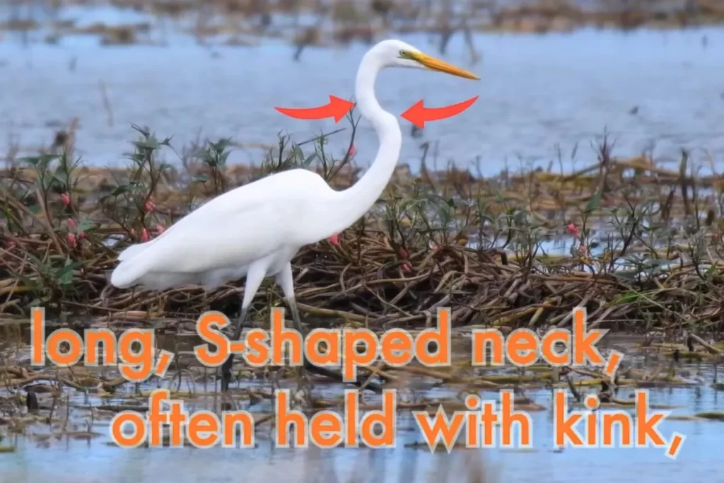 Most Beautiful 10 Types Of Egrets % Identification of neck of Great Egret