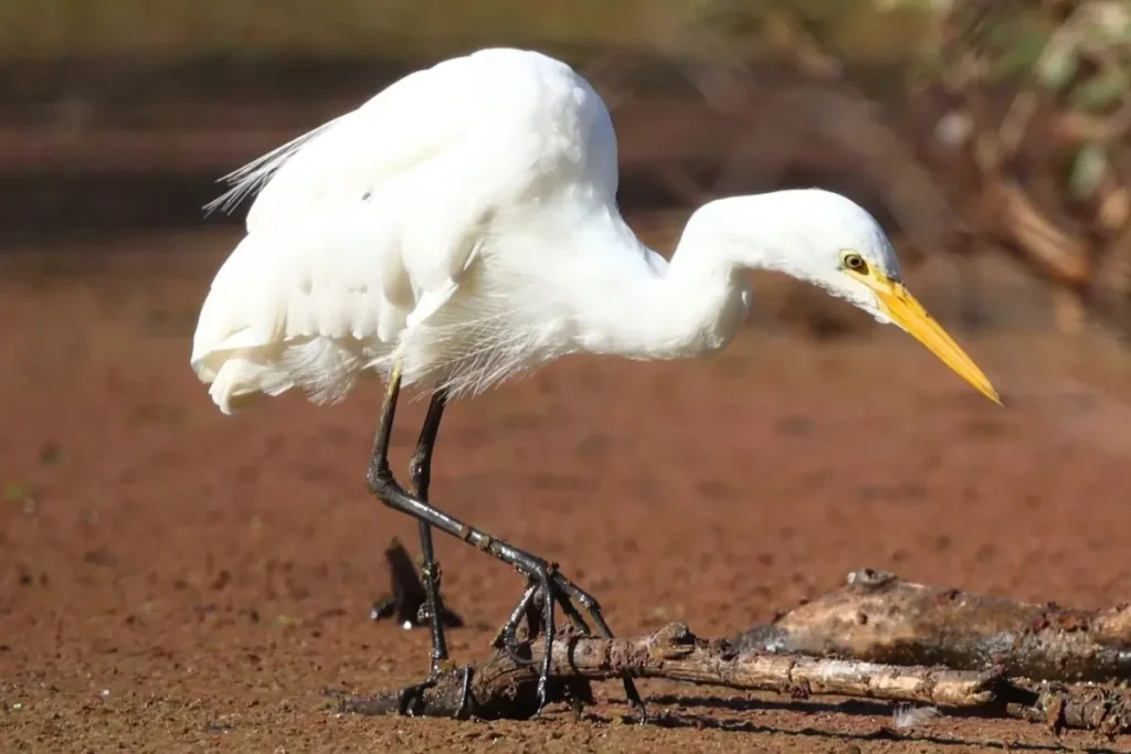 Most Beautiful 10 Types Of Egrets % Intermediate Egret at Wetlands