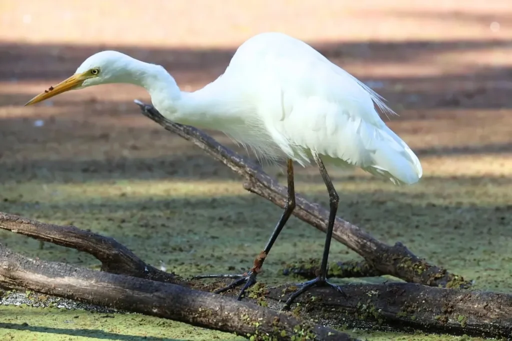 Most Beautiful 10 Types Of Egrets % Intermediate Egret at a Wetland