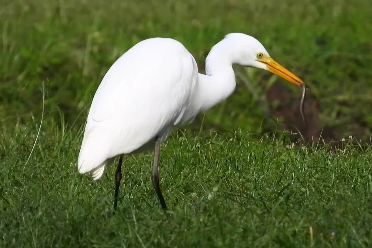 Most Beautiful 10 Types Of Egrets % Intermediate Egret in a grassy lawn