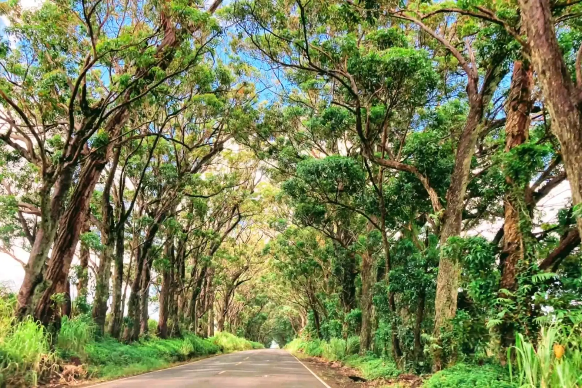 Journey Through Iconic 1.3 Mile Tree Tunnel Kauai: A Beautiful Hawaiian Gem % Kauai tree tunnel heading towards Kōloa Town