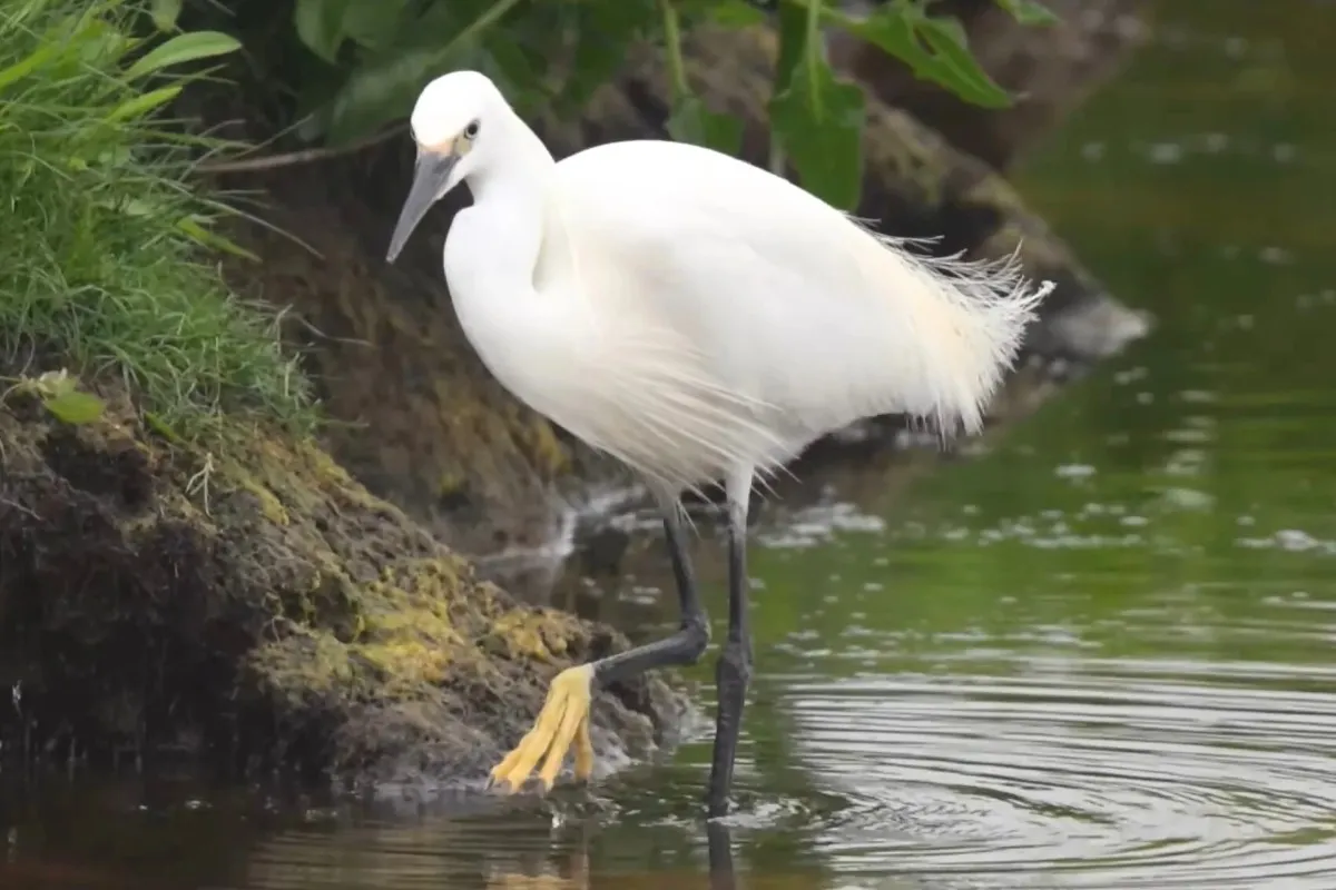 Most Beautiful 10 Types Of Egrets % Little Egret in search of fish