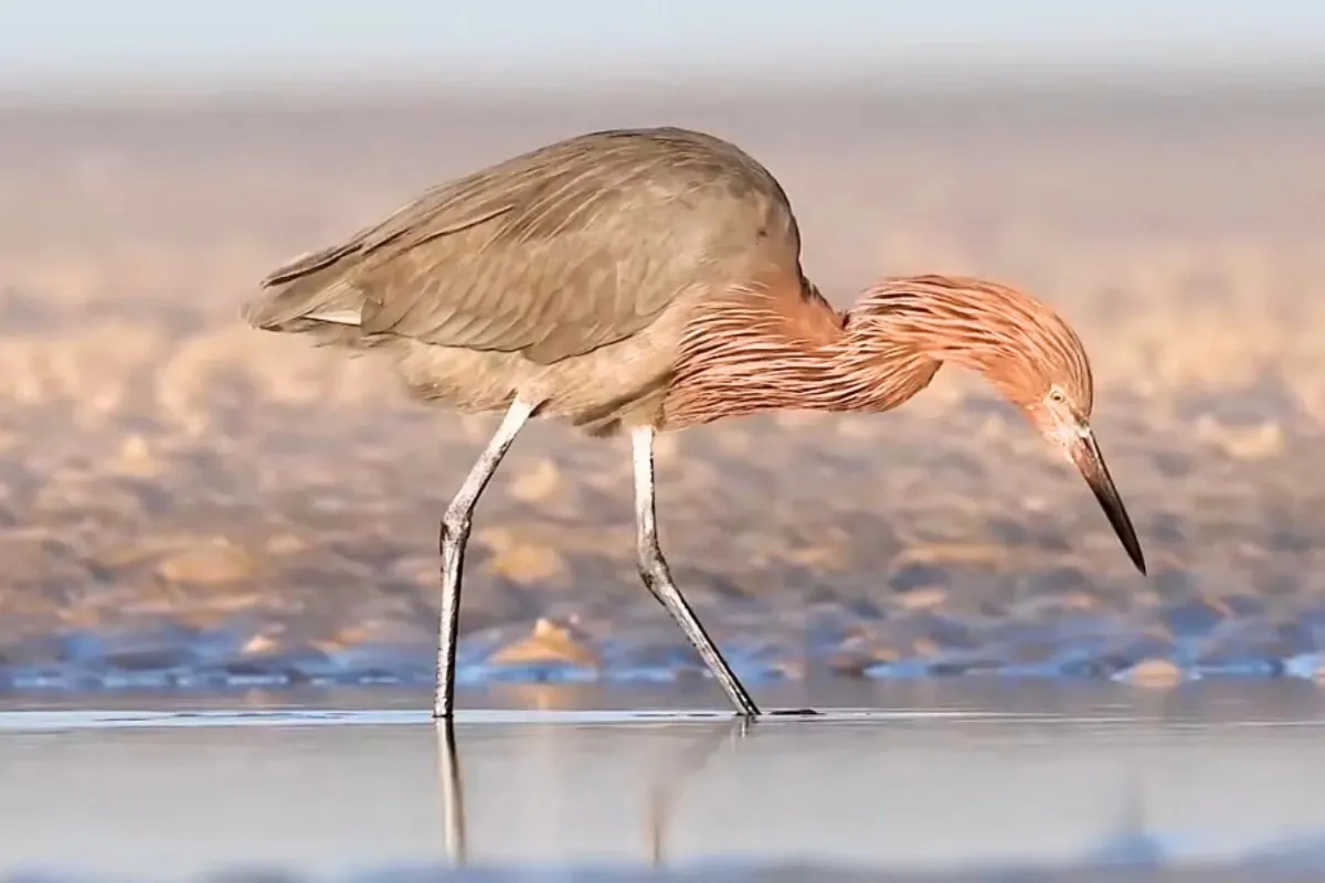 Most Beautiful 10 Types Of Egrets % Reddish Egret catching some prey