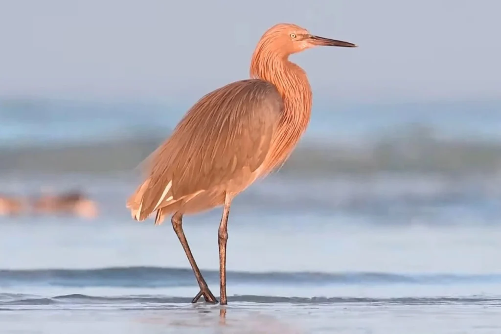 Most Beautiful 10 Types Of Egrets % Reddish Egret on a Beach