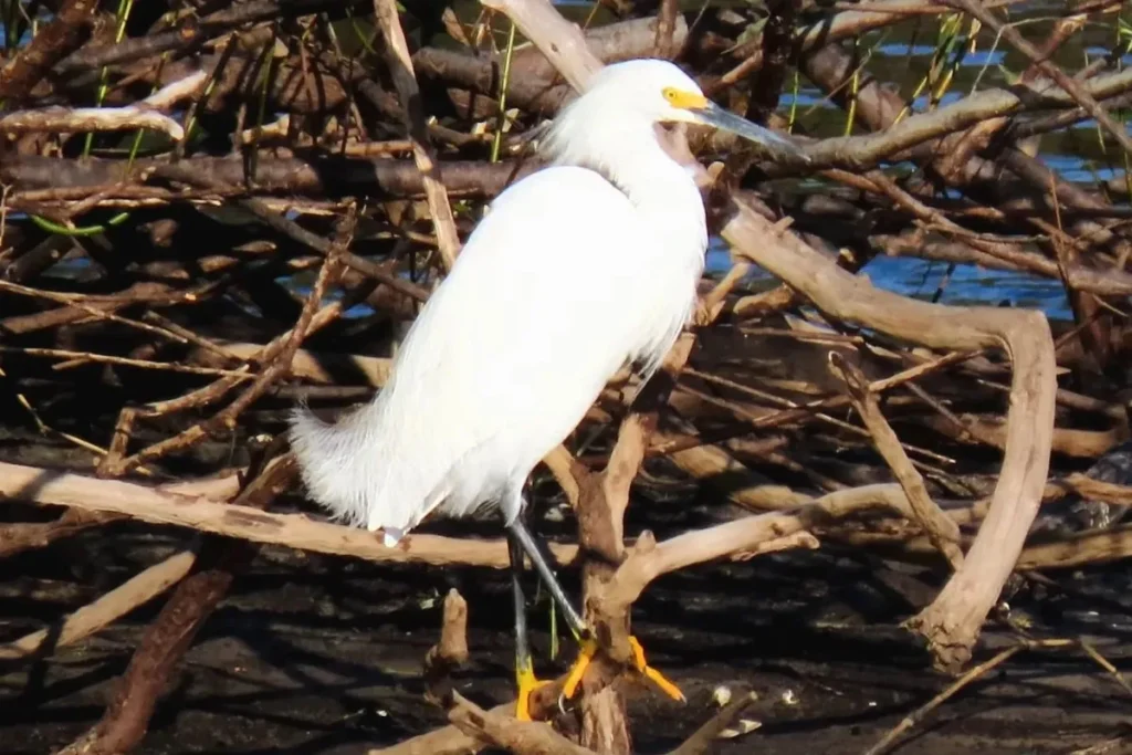 Most Beautiful 10 Types Of Egrets % Snowy Egret on some bushes