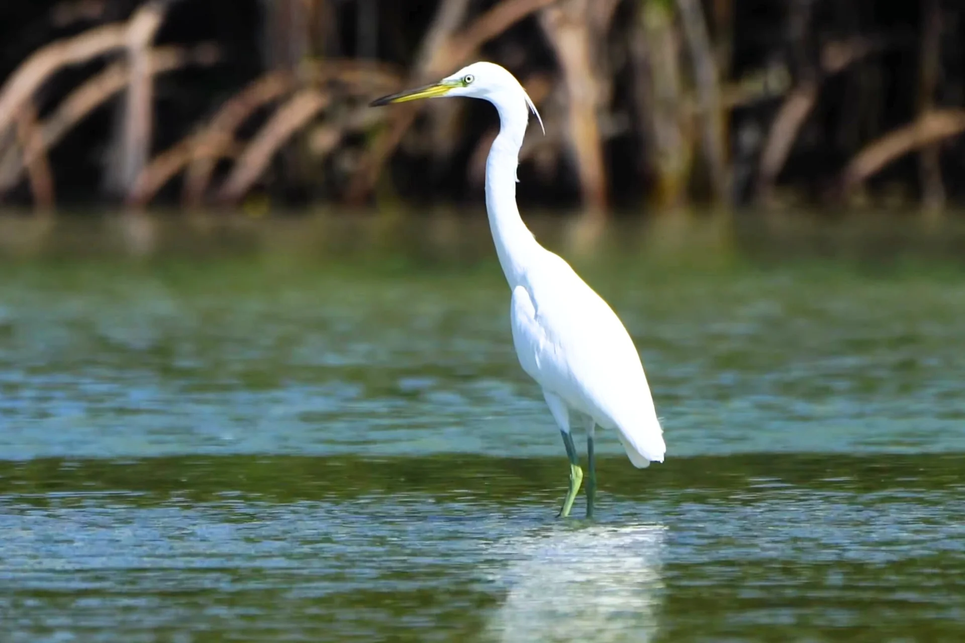 Most Beautiful 10 Types Of Egrets % Swinhoe's egret waiting for fish