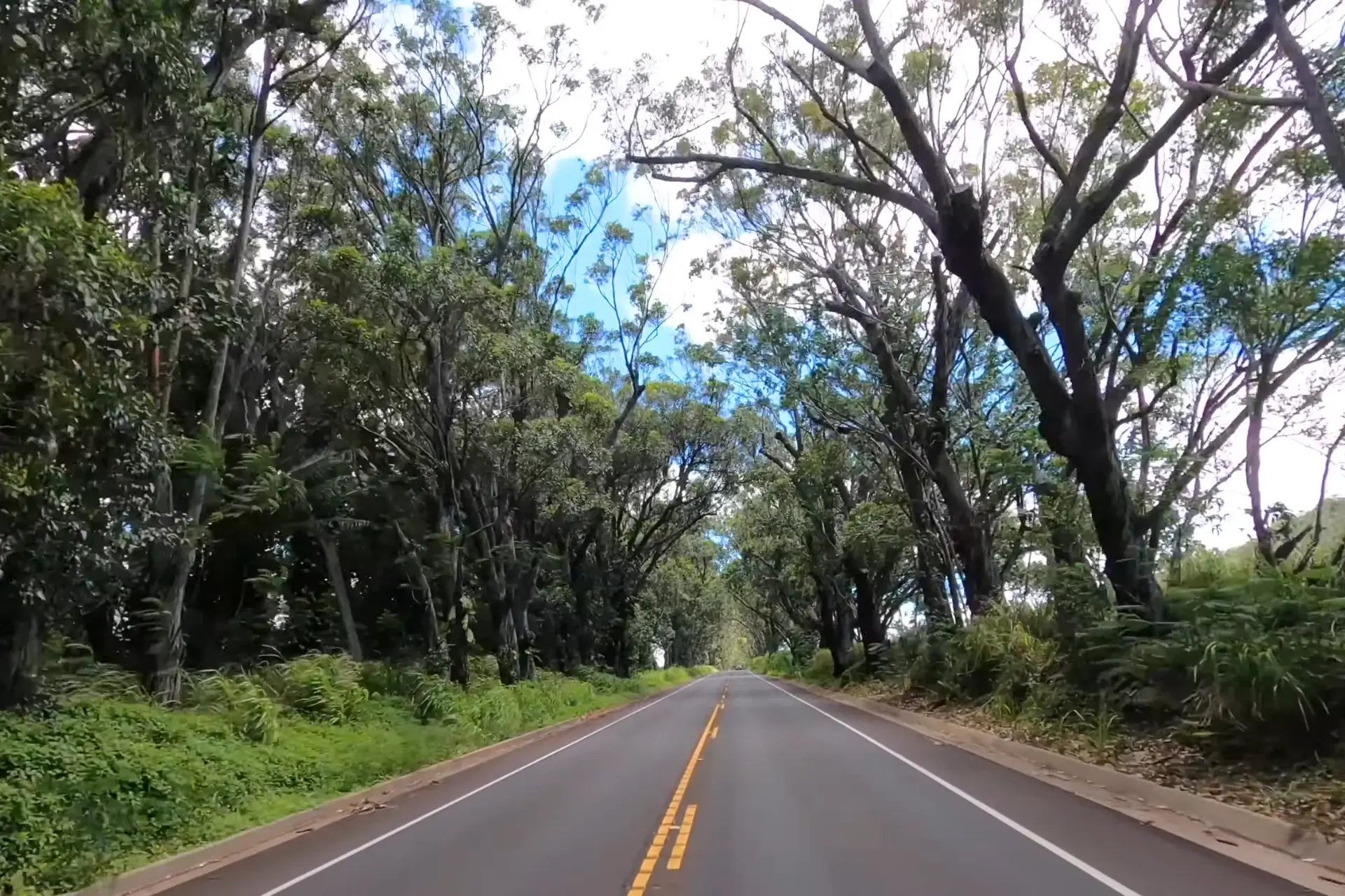 Journey Through Iconic 1.3 Mile Tree Tunnel Kauai: A Beautiful Hawaiian Gem % The name of entrance to Koloa town on Highway 50 is tree Tunnel road