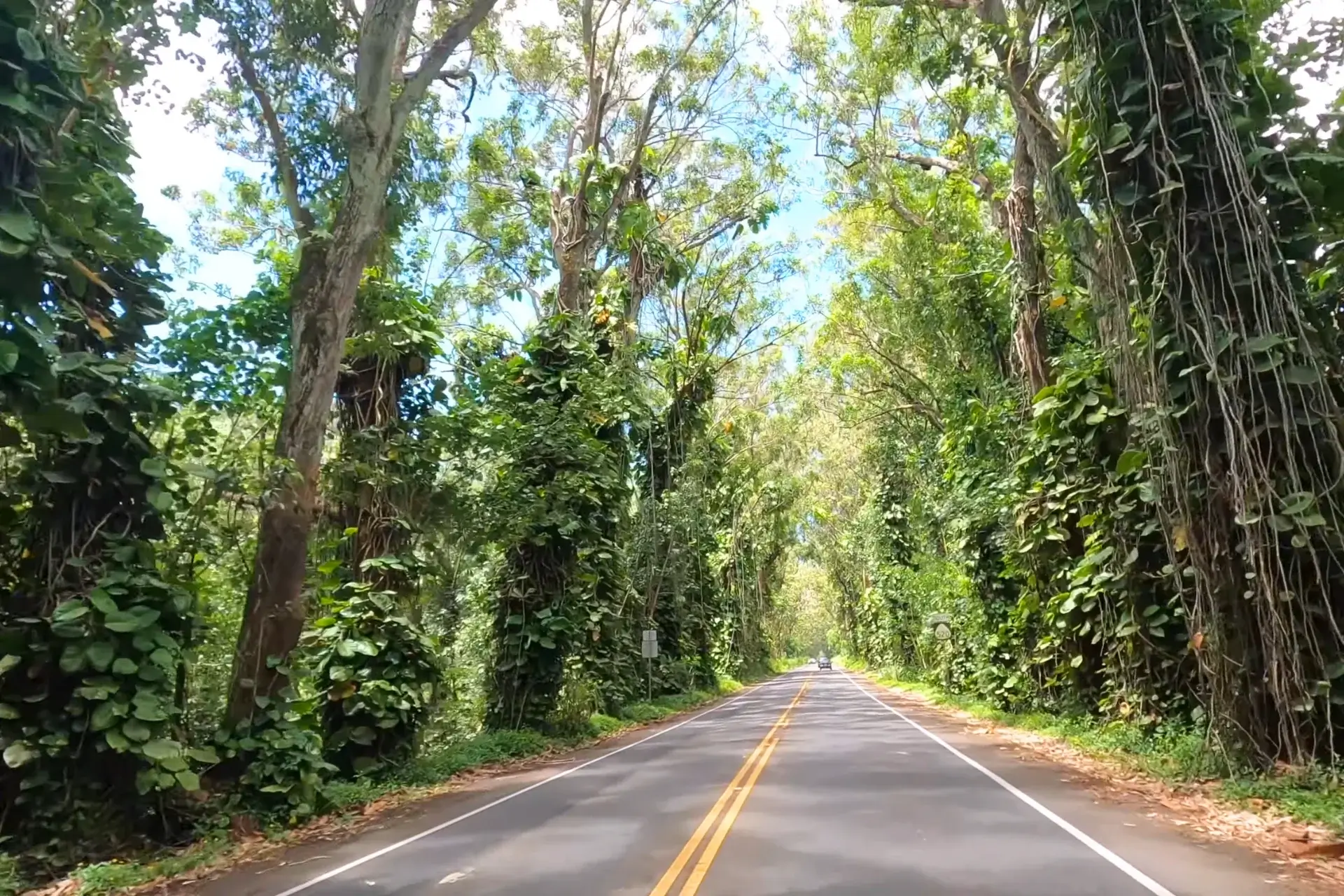 Journey Through Iconic 1.3 Mile Tree Tunnel Kauai: A Beautiful Hawaiian Gem % Tree Tunnel Kauai A beautiful view