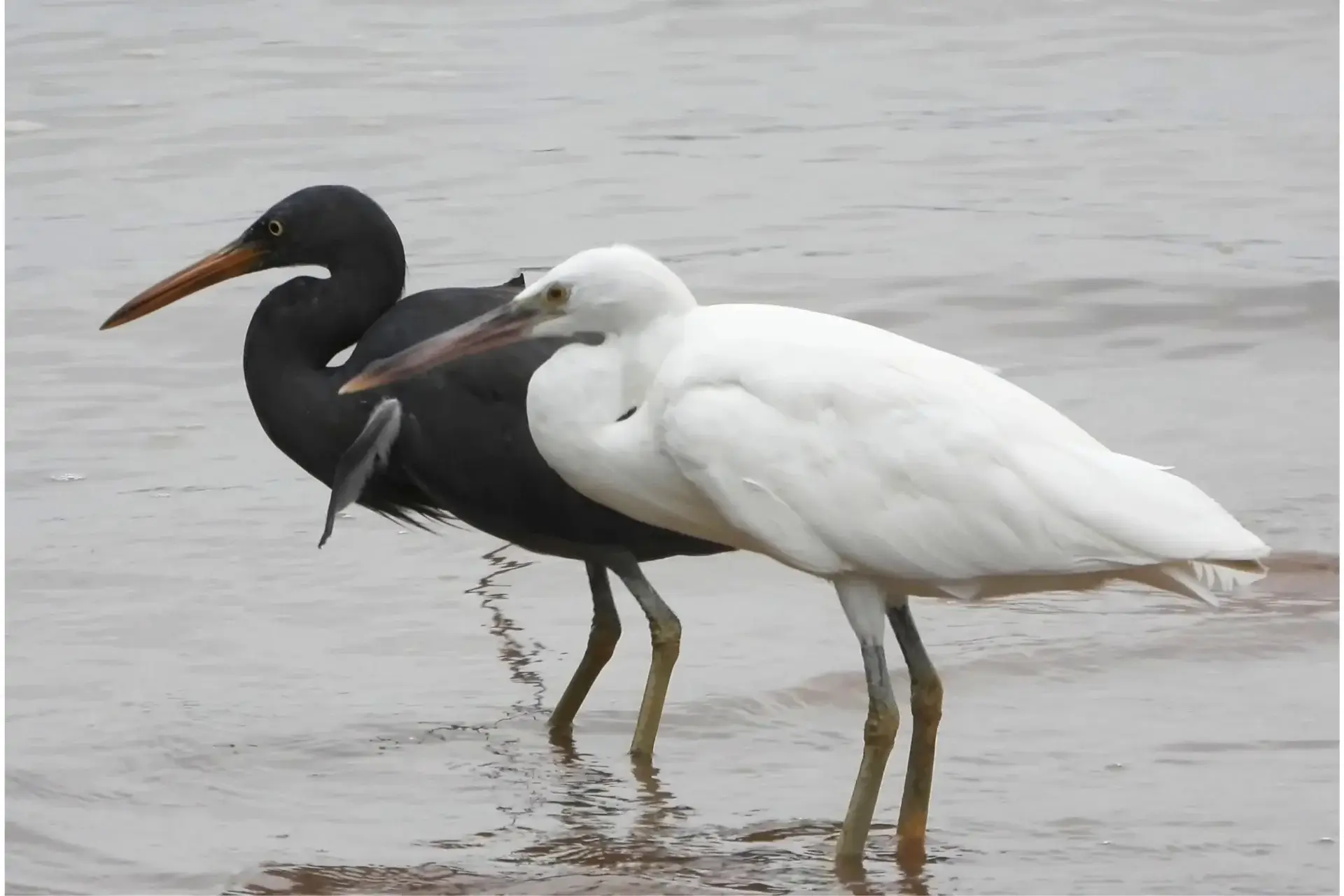 Most Beautiful 10 Types Of Egrets % White and dark morph of reef egret at the same habitat
