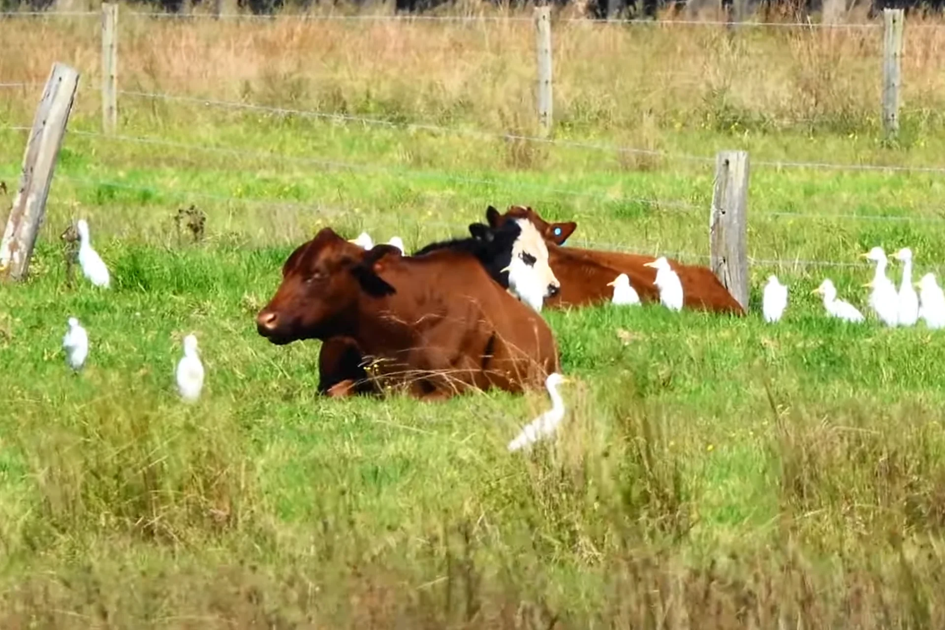 Cow and cranes enjoying rest time Cow and cranes has a mutual benefit relationship