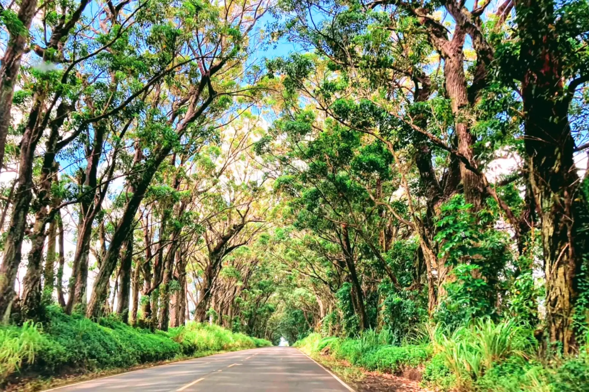 Journey Through Iconic 1.3 Mile Tree Tunnel Kauai: A Beautiful Hawaiian Gem % tree tunnel is 1.3 miles long