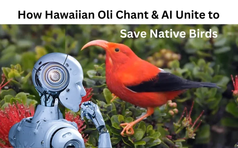 AI and Hawaiian oli Chants unite to save Native birds Feature Image