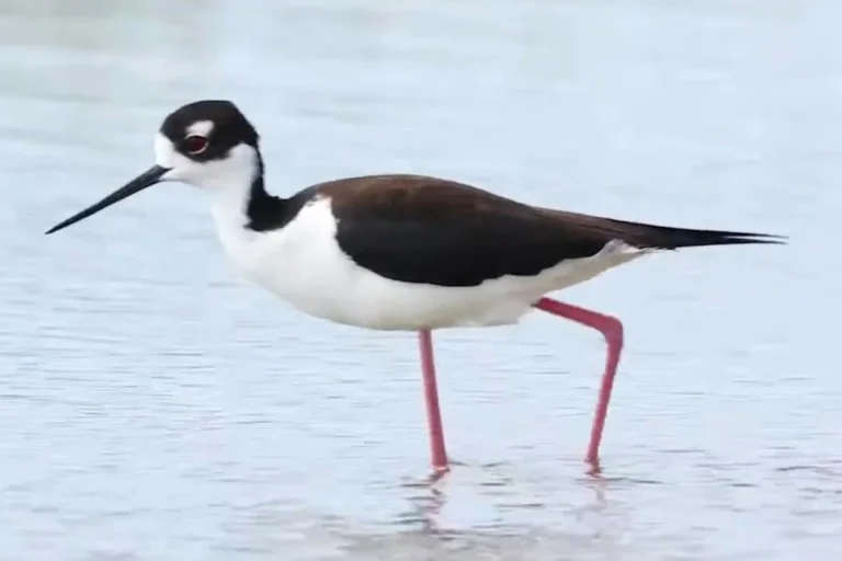 Beautiful Hawaiian Stilt