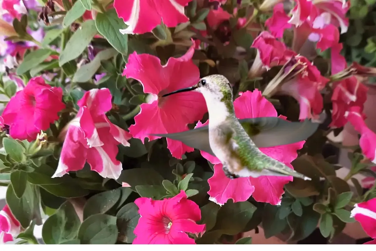 Do Hummingbirds Like Petunias? Find Out the Surprising Truth! % Do hummingbirds like petunias