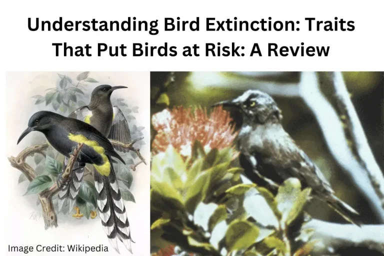 Extinct bird traits feature Image