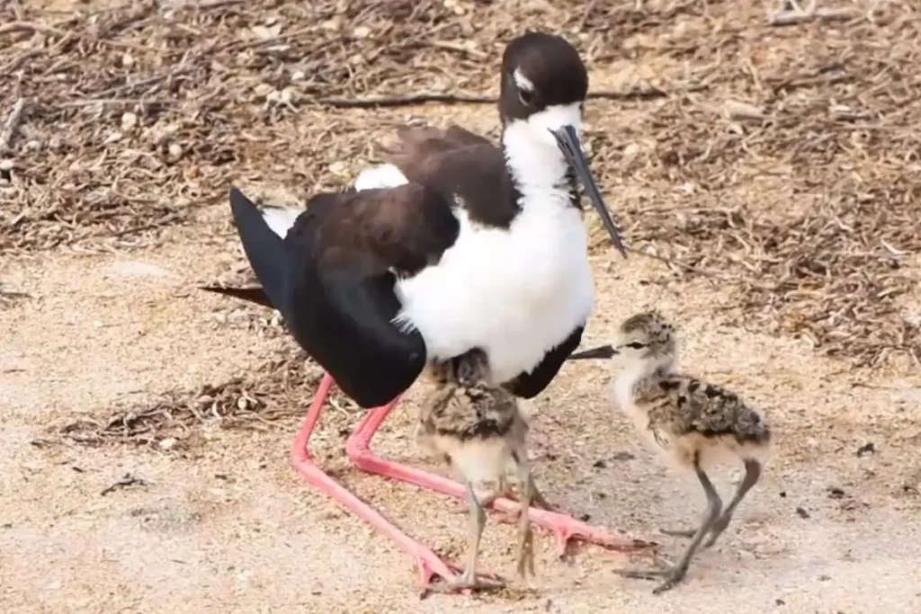 10 White Birds in Kauai Hawaii: Easy to find and Beautiful to Watch % Hawaiian stilt with its chicks at Kauai