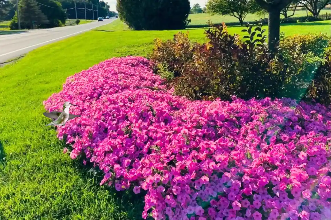 Do Hummingbirds Like Petunias? Find Out the Surprising Truth! % Hummingbird and petunia in the lawn of a park