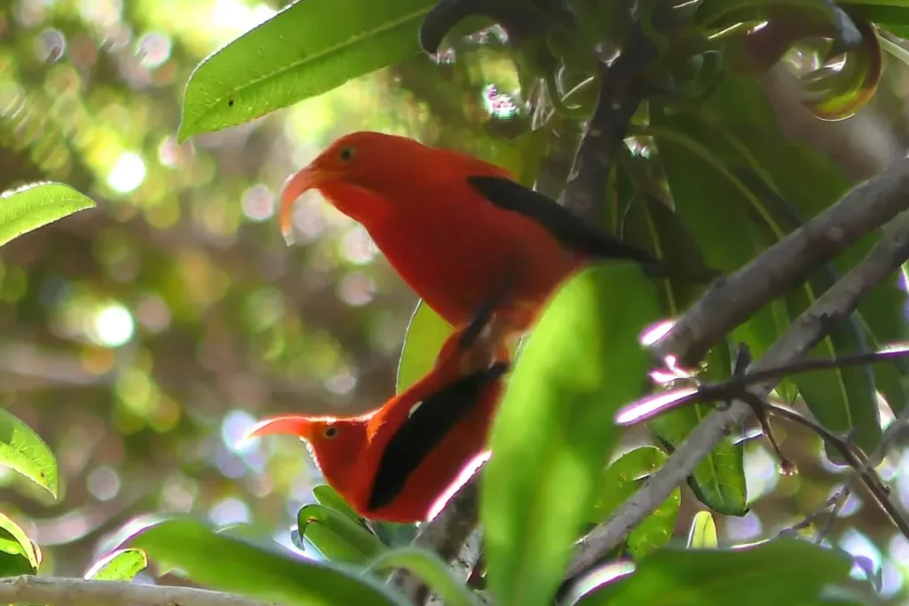 Birds of Hawaii Photos: Discover the Beautiful Wildlife % A pair of Iiwi during breeding season