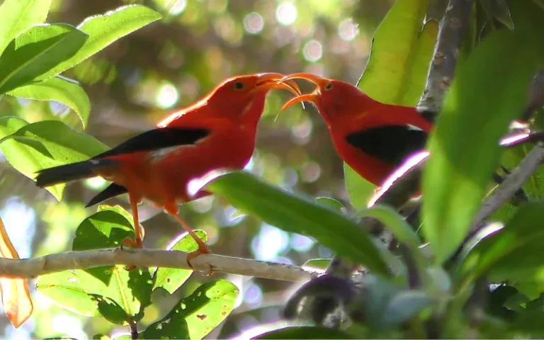 Beautiful Iiwi birds in Kauai Feature image