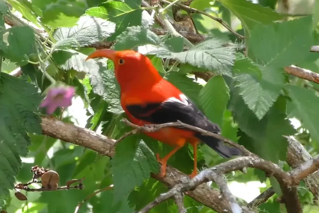 Birds of Hawaii Photos: Discover the Beautiful Wildlife % Beautiful birds of Hawaii photos of Iiwi bird