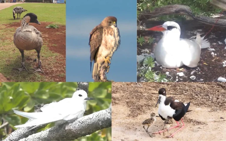 Birds of Hawaii Photos feature image