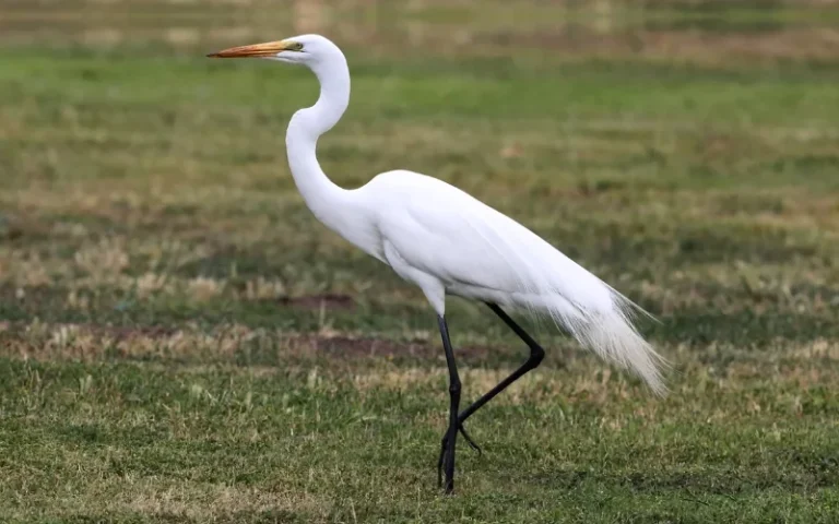 Great Egret is from beautiful types of Egrets