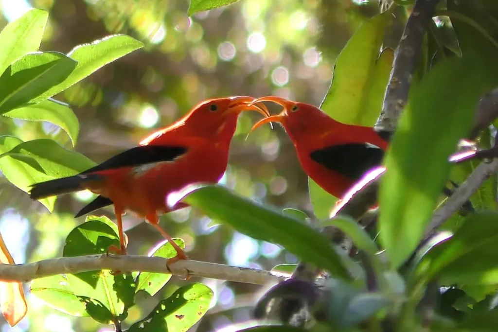 Birds of Hawaii Photos: Discover the Beautiful Wildlife % Iiwi male impressing his female