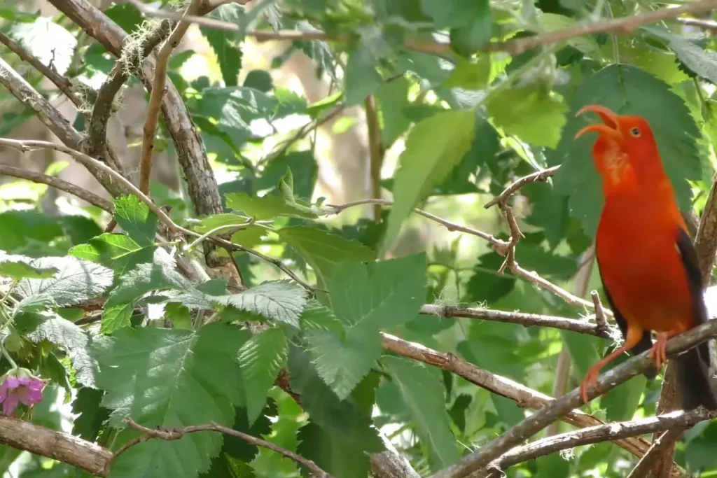 Birds of Hawaii Photos: Discover the Beautiful Wildlife % Sweet call of a Iiwi bird sitting on a tree in Hawaii