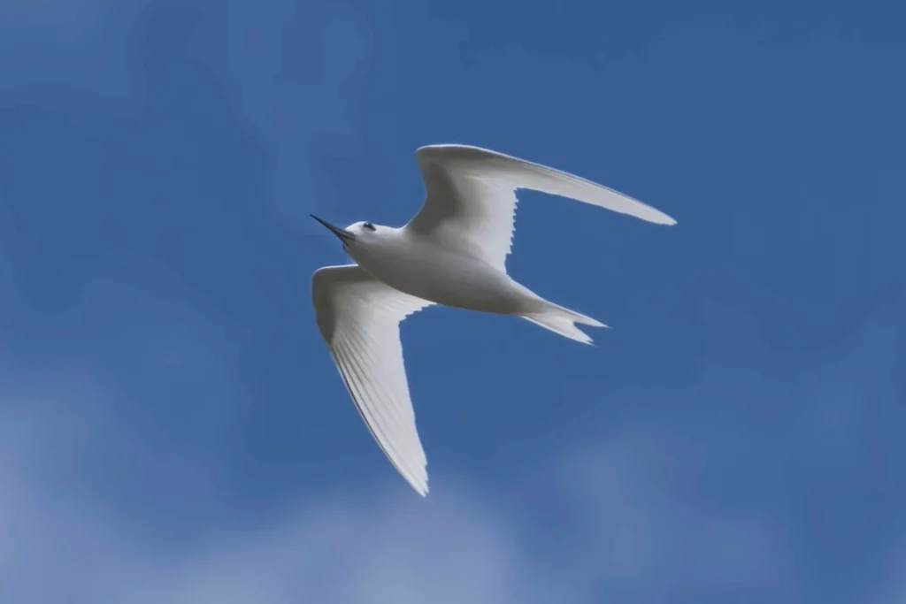 Hawaii Wildlife Conservation Stamp Contest 2025 Now Open % Flying White Tern at Kauai coast