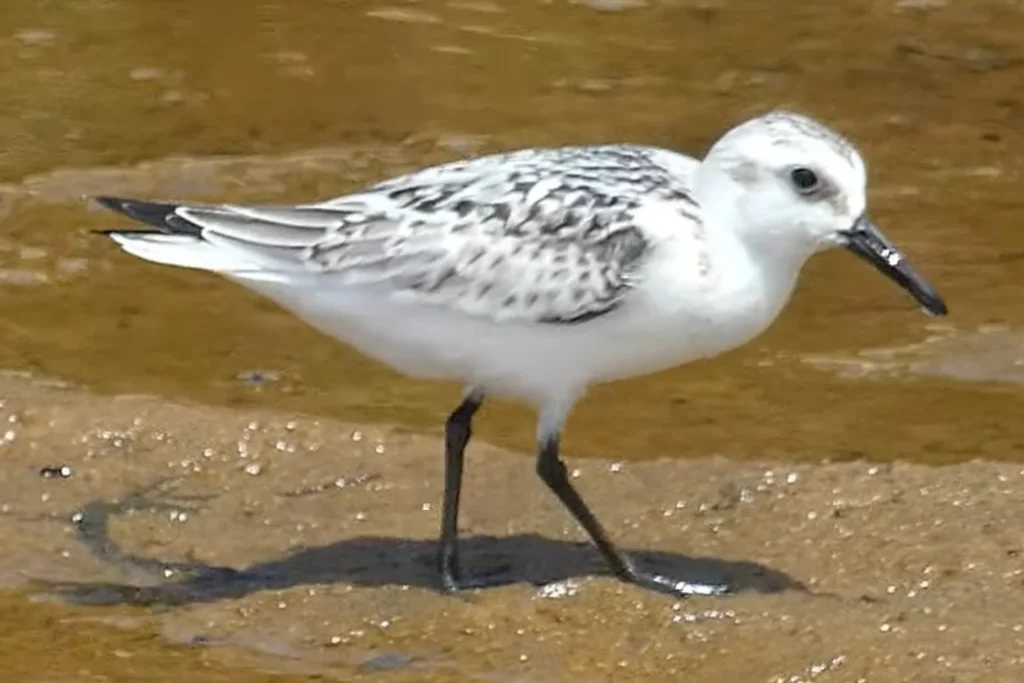 Sanderling Bird is A Beautiful Sandpiper of Coastal Shores % Hunakai bird searching for food