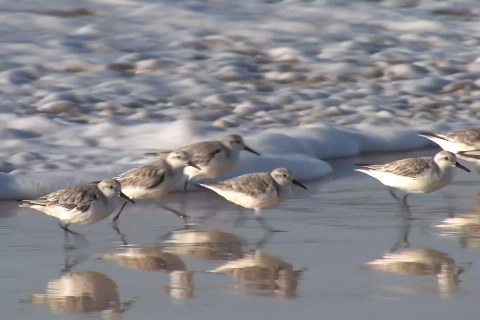 Sanderling Bird is A Beautiful Sandpiper of Coastal Shores % Small wader birds chasing waves in breeding season