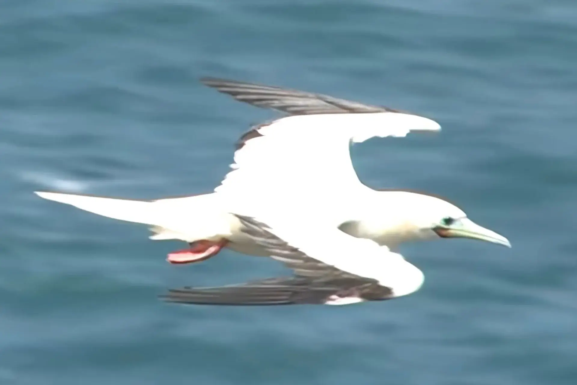 Red-footed Booby: Stunning Seabird of Kauai, Hawaii % 'Ä€, fast diving flight to catch fish on Hawaiian coastline