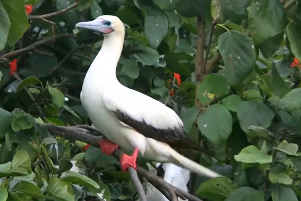Red-footed Booby: Stunning Seabird of Kauai, Hawaii % Beautiful Sula sula sitting on a tree in Kauai