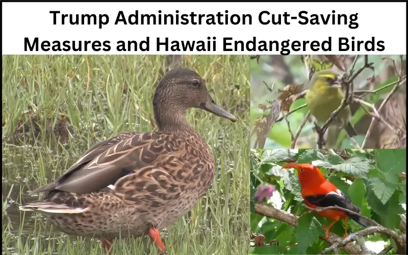Feature image of Hawaii endangered birds and Trump cut saving measures