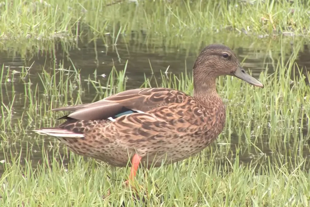 Hawaii Endangered Birds Face a Crisis: What Can Be Done? % Hawaiian ducks are included in the list of Hawaii endangered birds