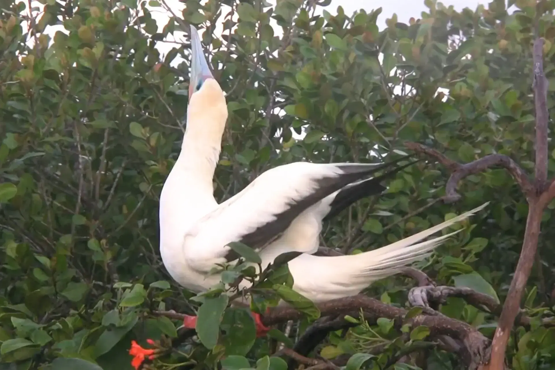 Red-footed Booby: Stunning Seabird of Kauai, Hawaii % Male red-footed booby during courtship display in Kauai