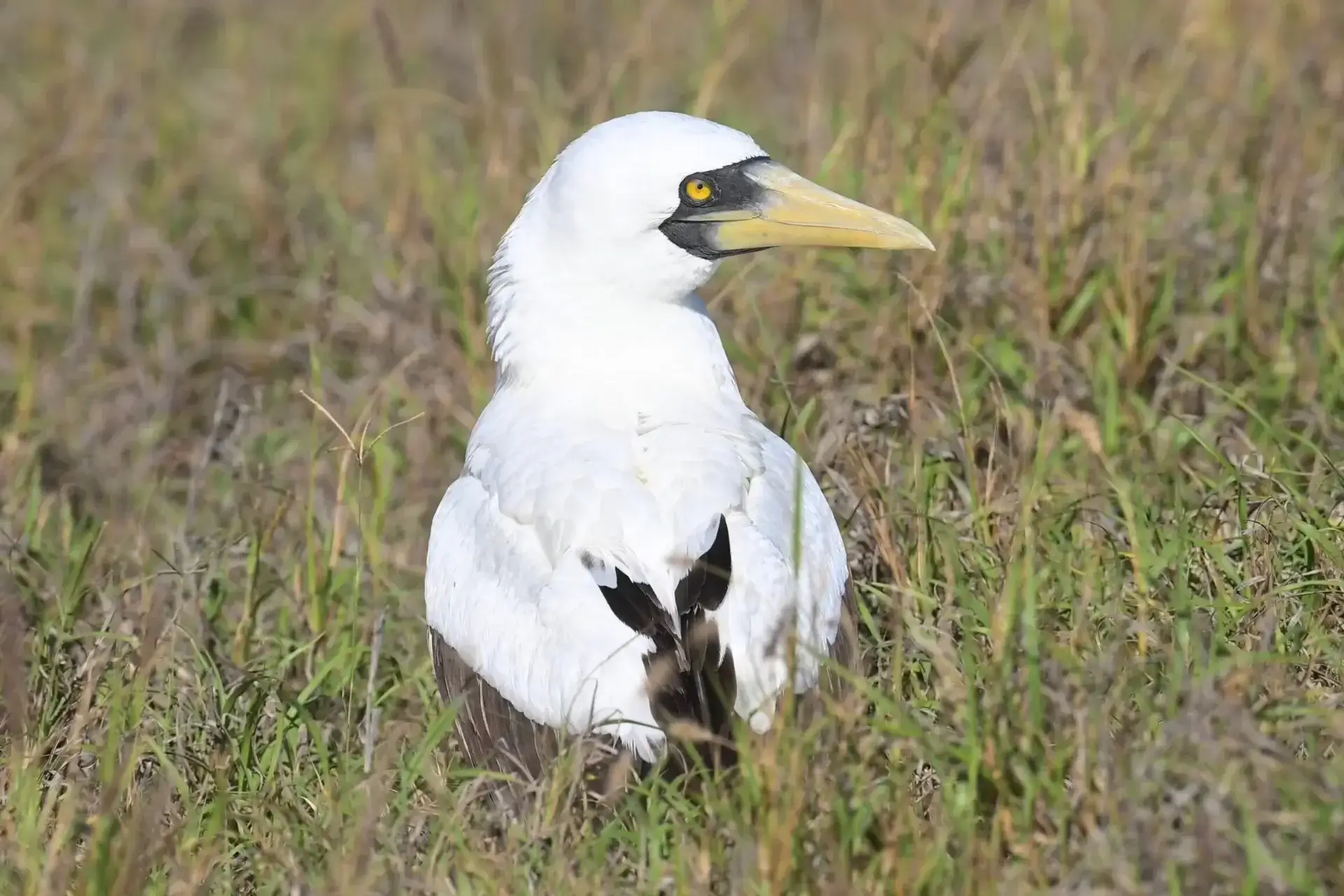 Red-footed Booby: Stunning Seabird of Kauai, Hawaii % Sula sula resting on the ground at Kauai Hawaii